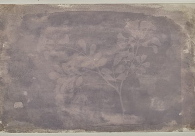 Fox Talbot pea bean