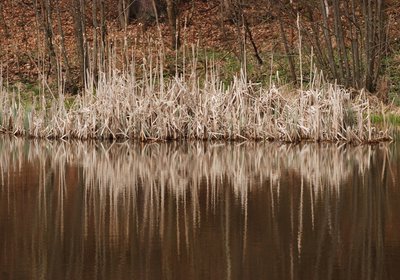 Reed-reflecting-in-small-lake-scaled