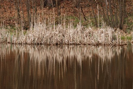 Reed-reflecting-in-small-lake-scaled