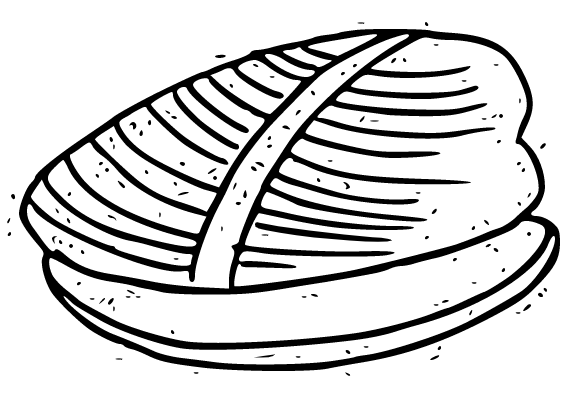 a clam